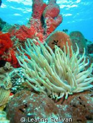 Reef in Mexico by Leanne Sullivan 